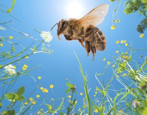 Buzzing around