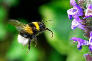 Buzzing around