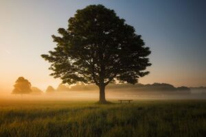 The Mourning Tree