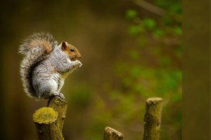 Wild Woodland
